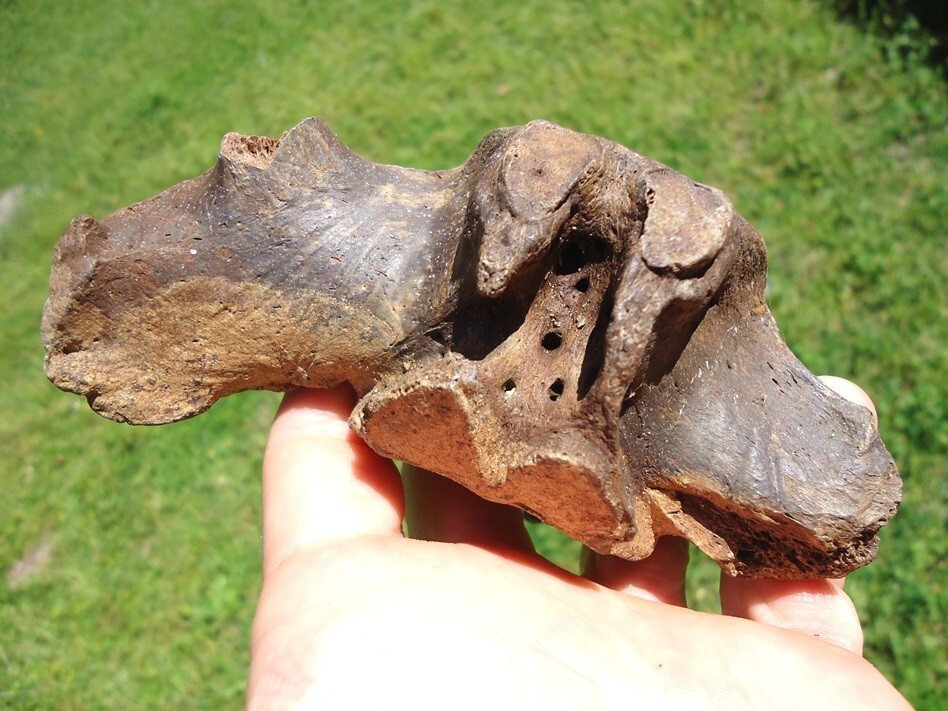 QUALITY SLOTH VERTEBRA BACK BONE FLORIDA FOSSILS ICE AGE EXTINCT CLAW CORE BONES