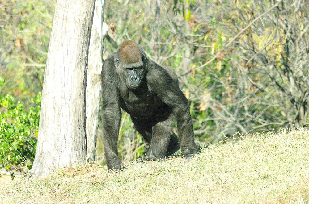 Gorilla Taxidermy Reference Photo Cd