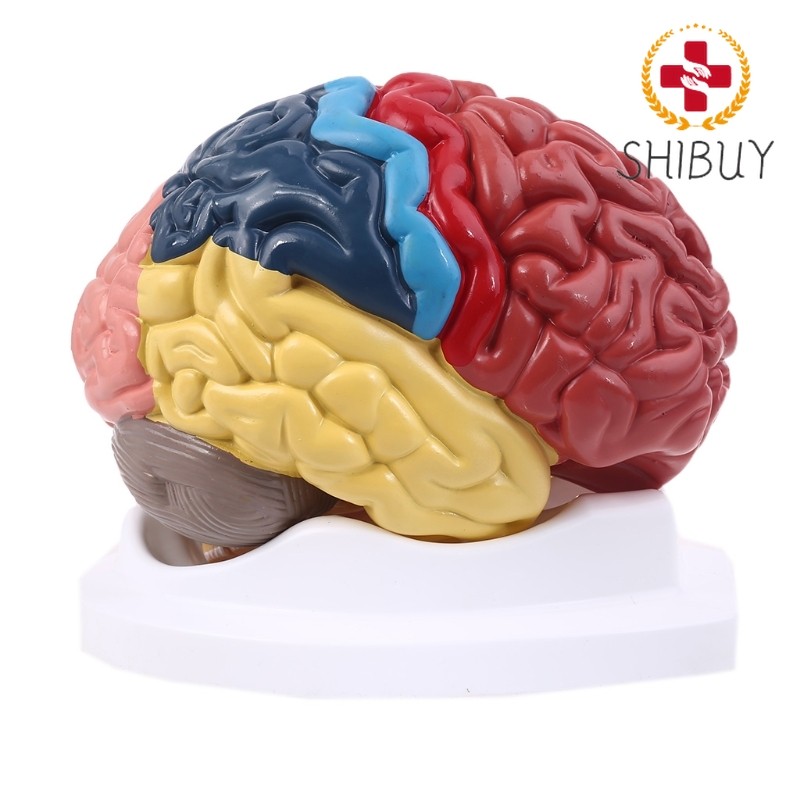 Life Size Human Brain Functional Area Model Anatomy for Model