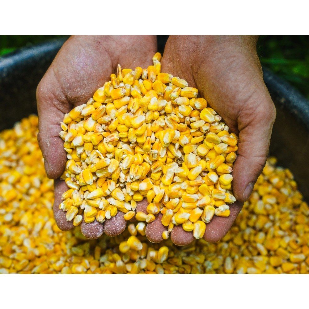 (3 pack) Manna Pro Deer Corn - Deer and Turkey Feed 50Lb