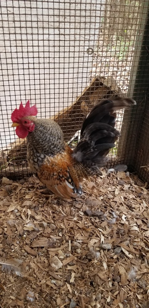 Serama Bantam Eggs. 1 Dozen + extras. Video NO RESERVE!!!