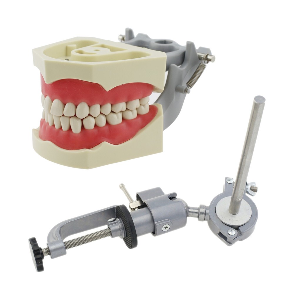 Dental Typodont Model With 32pcs Removable Teeth Soft Gingiva Pole Columbia