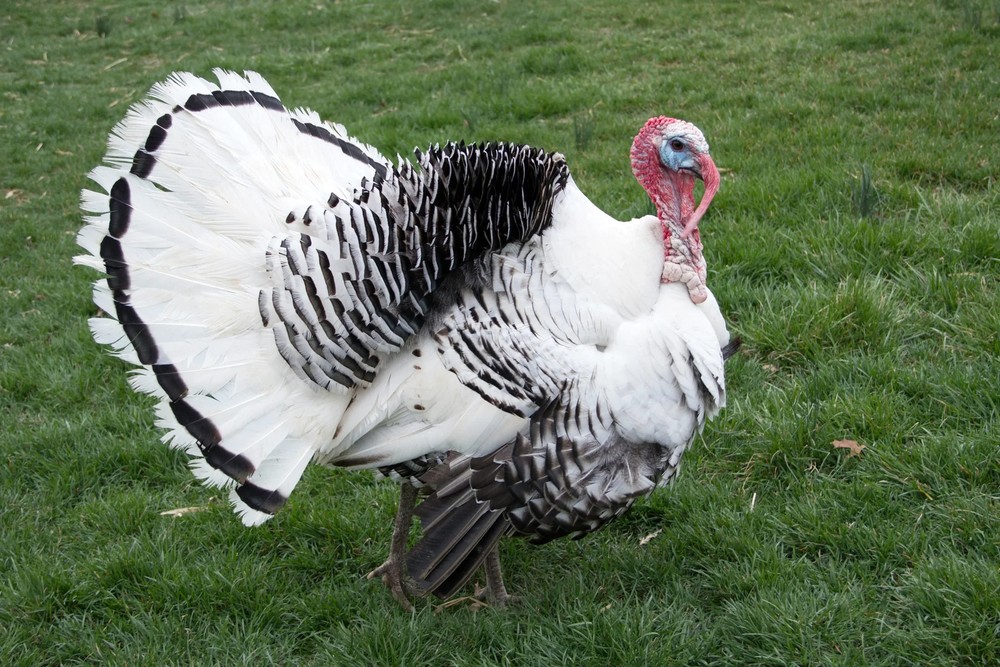 Royal Palm Turkey Hatching Eggs