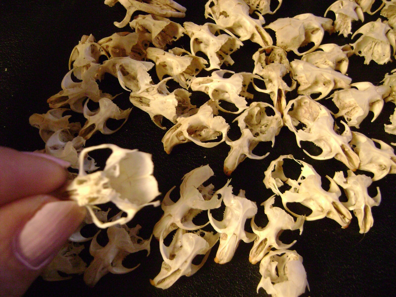 50 BROKEN RAT SKULLS real animal bones head skeleton taxidermy art crafts lot
