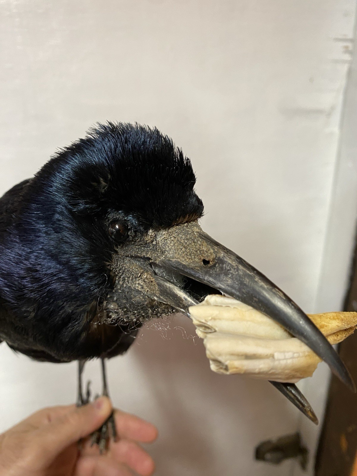 taxidermy ROOK Bird