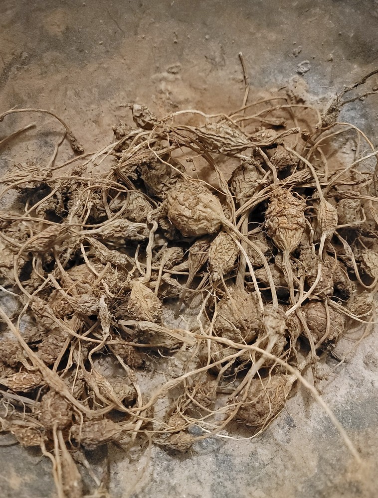 بخور جماجم تم حنه جماجم تم حنة الروحاني الاصلي الطبيعي نادر وقوي جدا