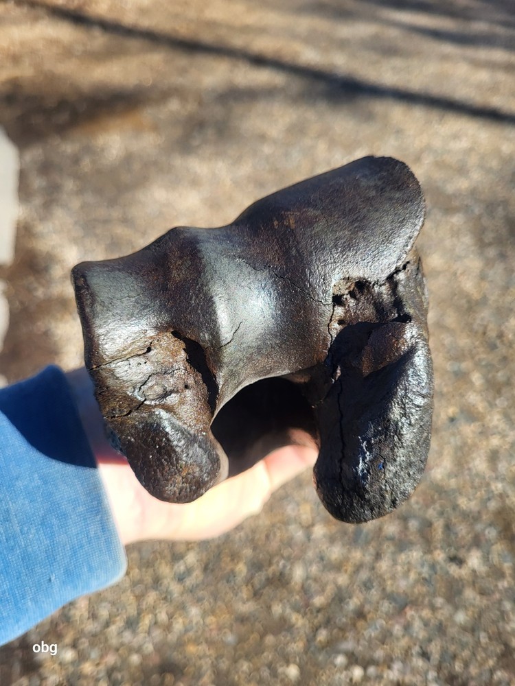 Historic Bison Humerus Bone not a fossil