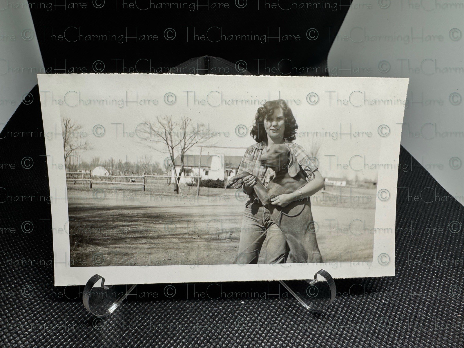 Vintage Photo Attractive Lady Weimaraner Breed Dog Pet 1940’s