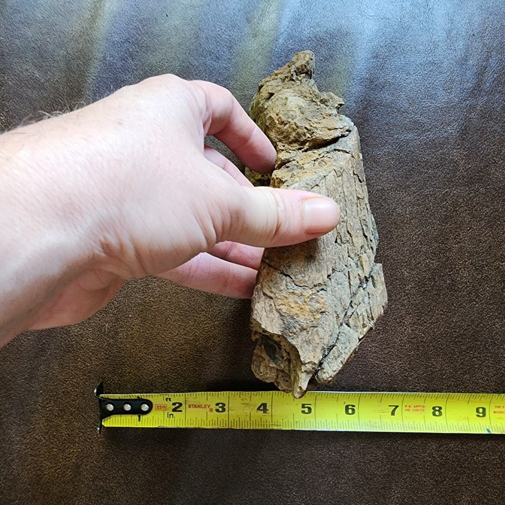 Dinosaur bone Section - Authentic Cretaceous Fossil - Hell Creek Formation