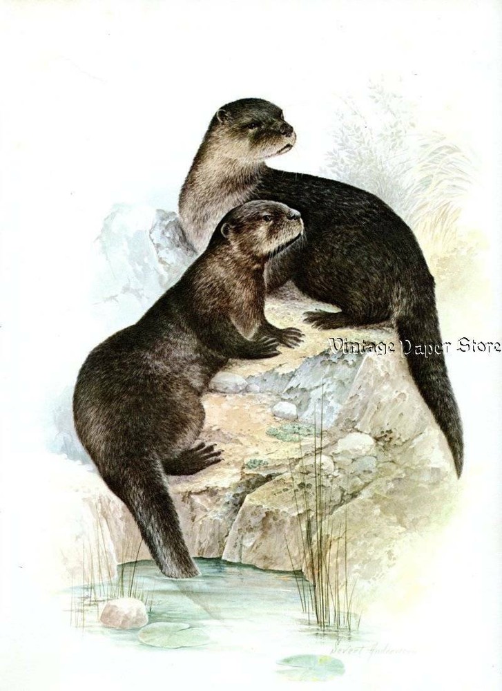 Great RIVER OTTER Nature Print