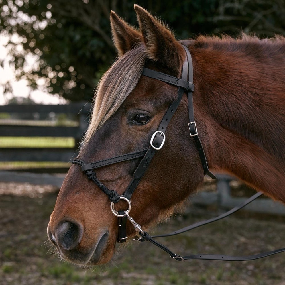Weaver Leather Bit-less Bridle Black Average Horse