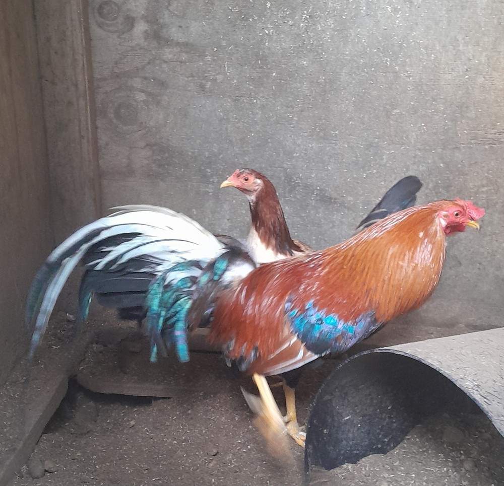 Frank Shy Hatching Eggs