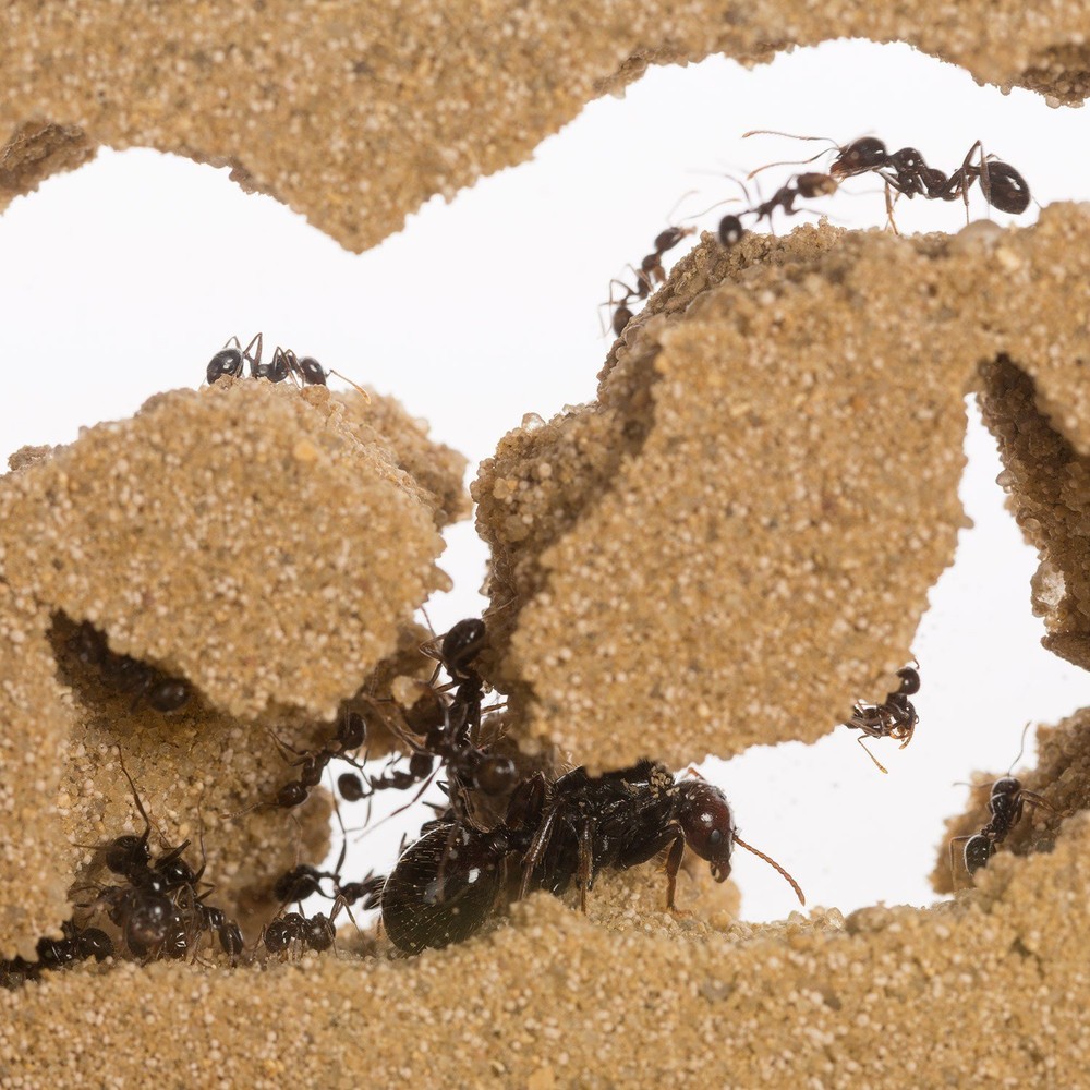 Sand Ant Farm(Anthill, Formicarium, Educational, Ants)