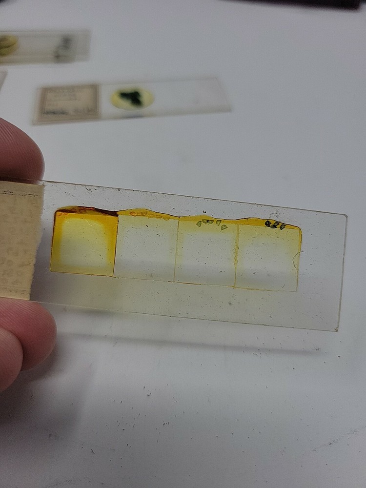 Vintage Microscope Slide 1940