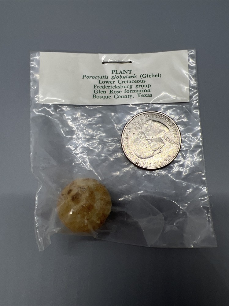15-SPECIMEN MAJOR PHYLUM FOSSIL COLLECTION LABELED & SEALED