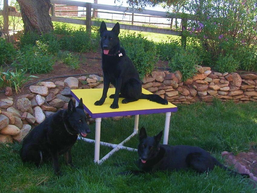 Dog Agility Equipment Pause Table (includes base & top)
