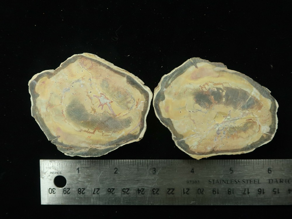 Petrified Wood pair Ambilobe Madagascar
