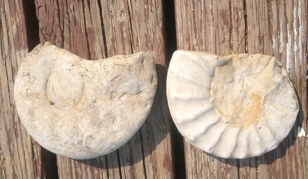 Fossils Found In North Texas Two Fossils