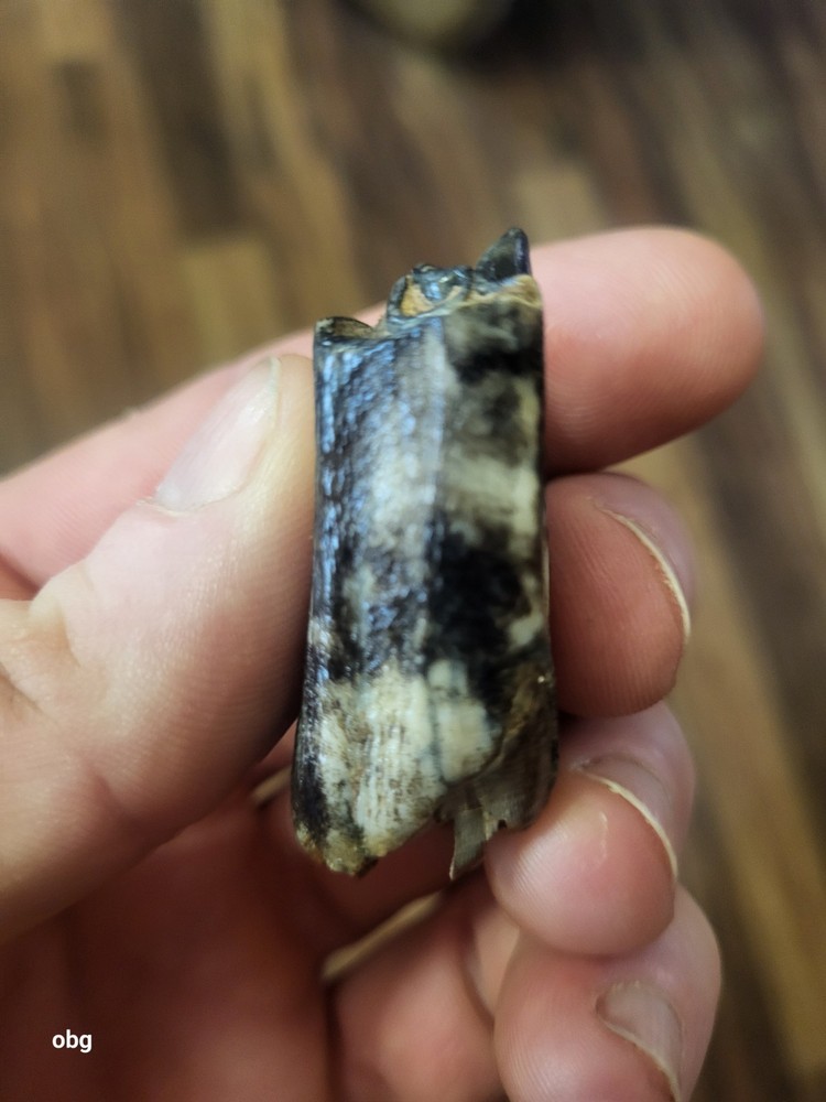 Historic bison tooth with blue vivianite permineralization