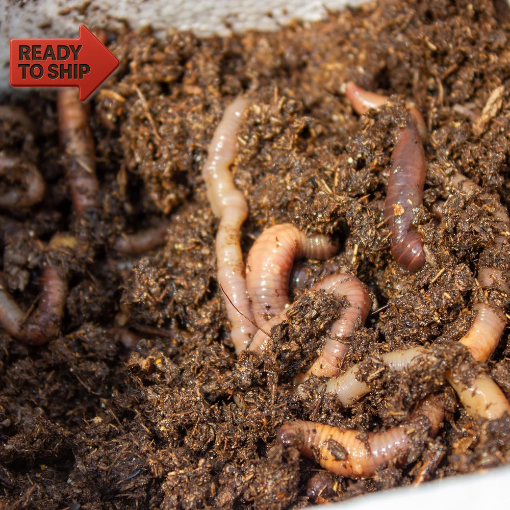 Magic Products Buss Worm Bedding, 5-Pound,Black