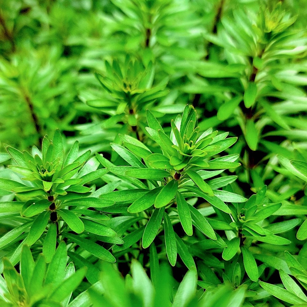 Ludwigia Meta