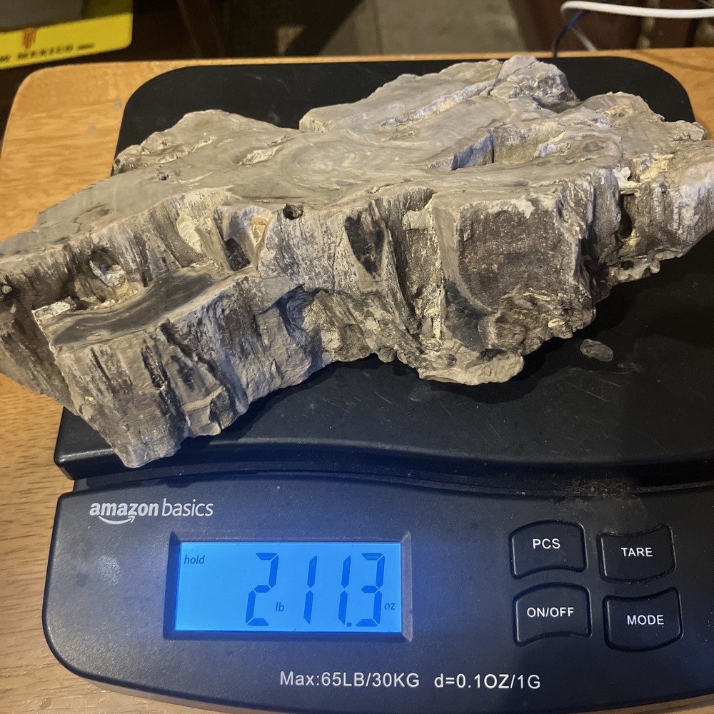 Cypress Petrified Wood (NM)