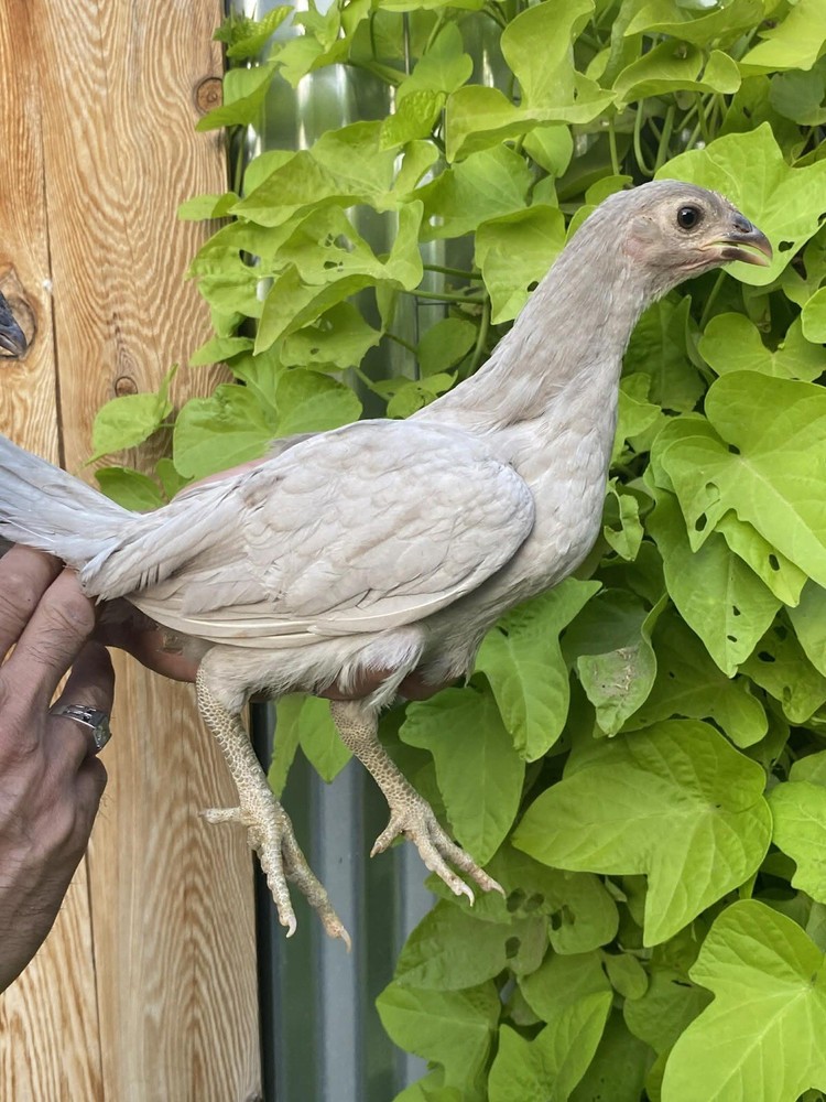 2 Hatching EGGs EGGs