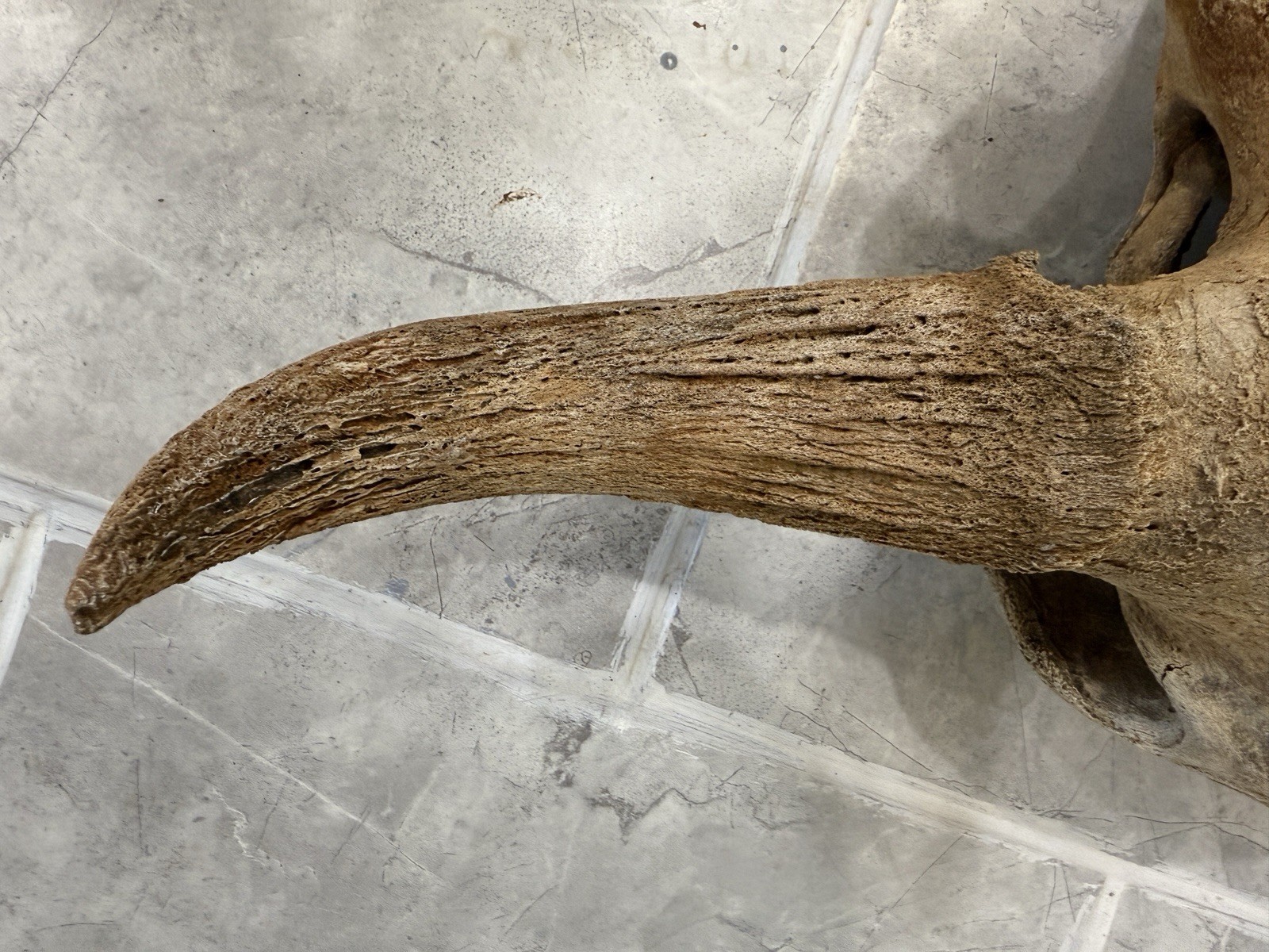 Bison Skull real historic buffalo skull river find