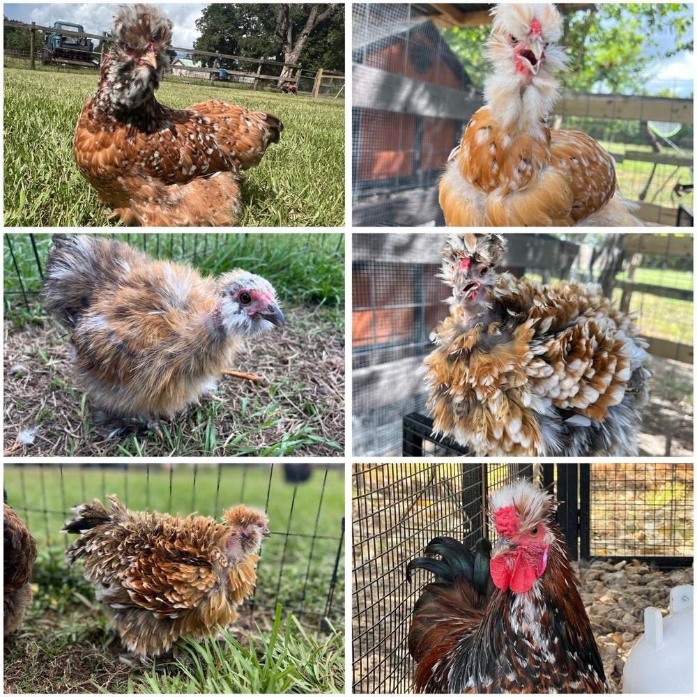 6+ Millie Fleur Silkie Hatching Eggs NPIP