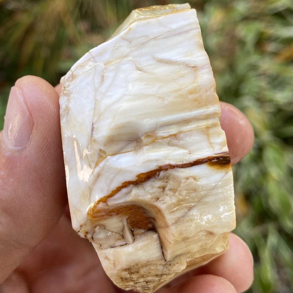 White Agatized Petrified Wood Rough 2.79 Oz