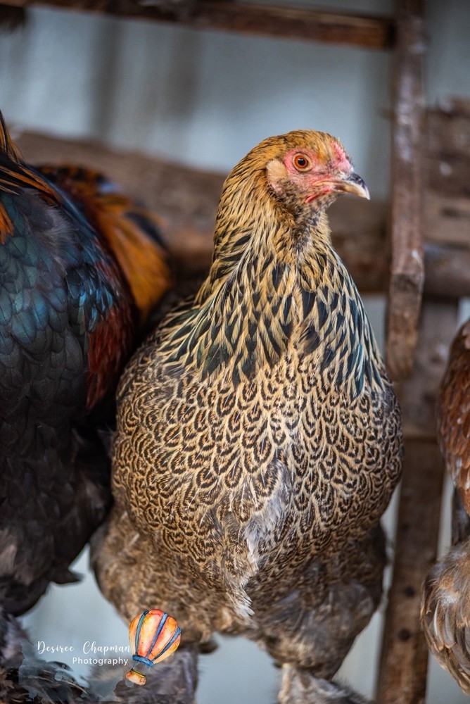 12+ Blue/Black/Splash SILVER/GOLD Partridge Brahma Hatching Eggs