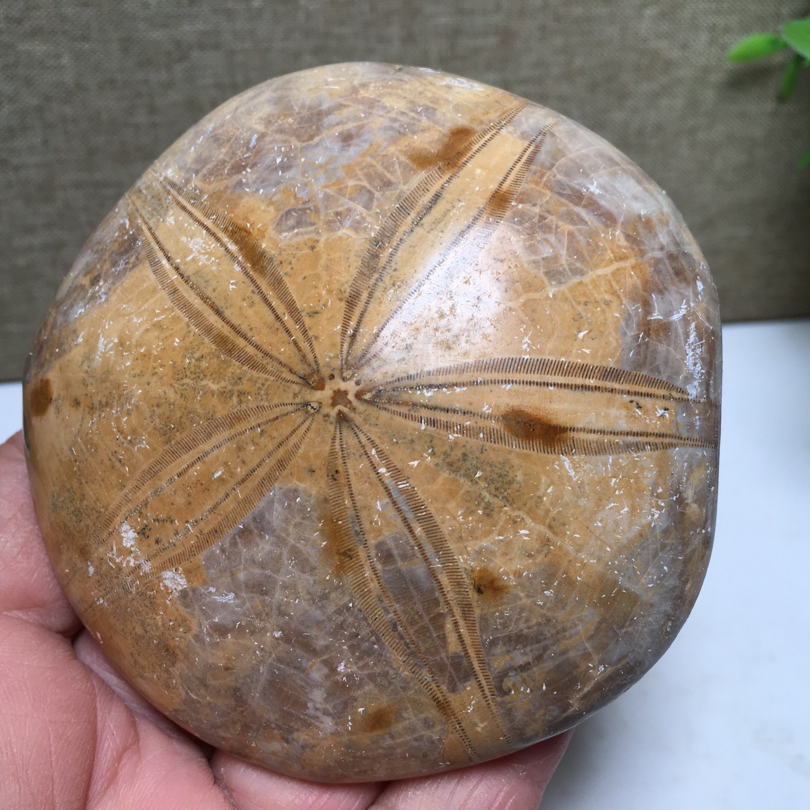 174g Natural  Polished sand dollar Crystal Specimen fb770