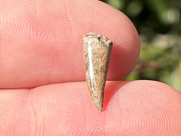 RARE Fossil Xiphactinus Fish Tooth Texas Cretaceous Pawpaw Formation