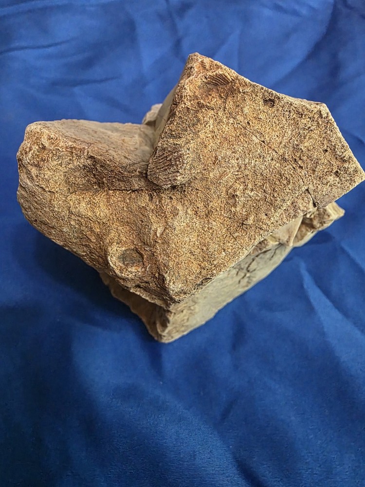Brachiopod Fossilized Rock 1.87lb