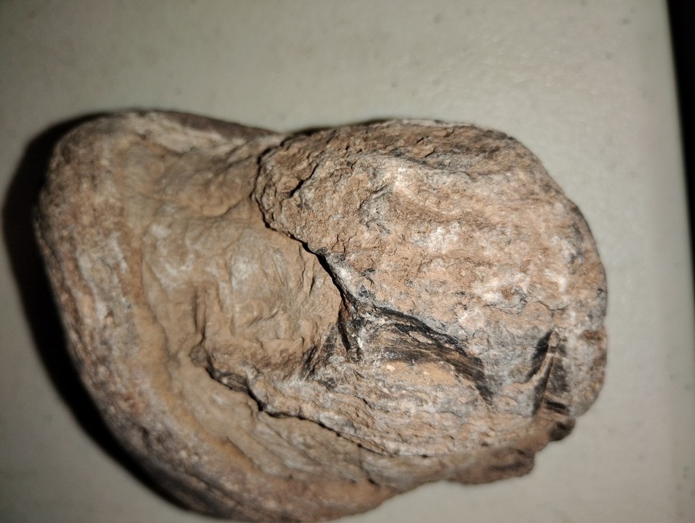 Prehistoric Limb