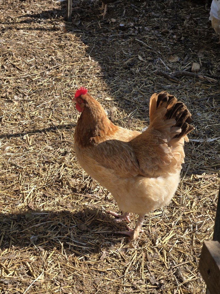 Maran Black Tail Red Maran Hatching Eggs 12 +