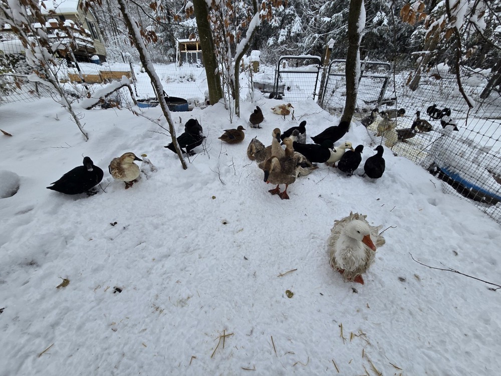 6 BYM Duck Hatching Eggs