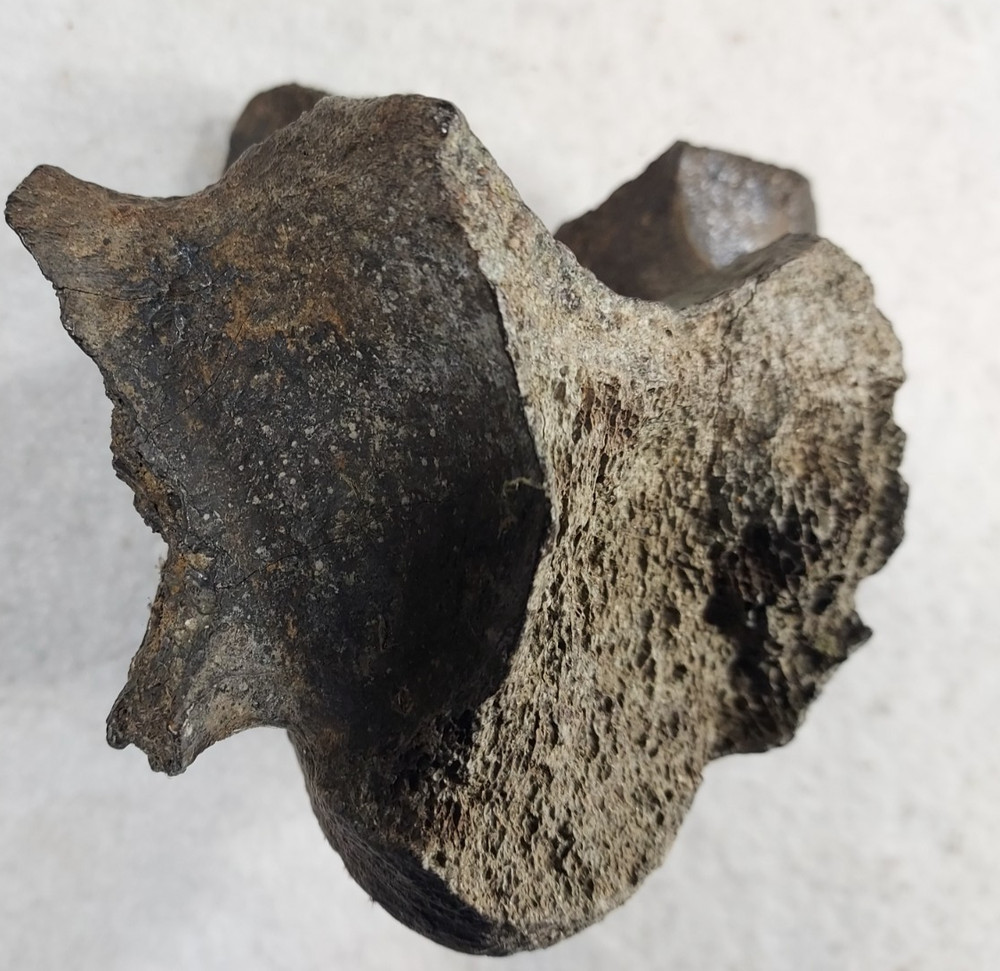 Bison Cervical CE3 Vertebra Bone Fossil from Ice Age