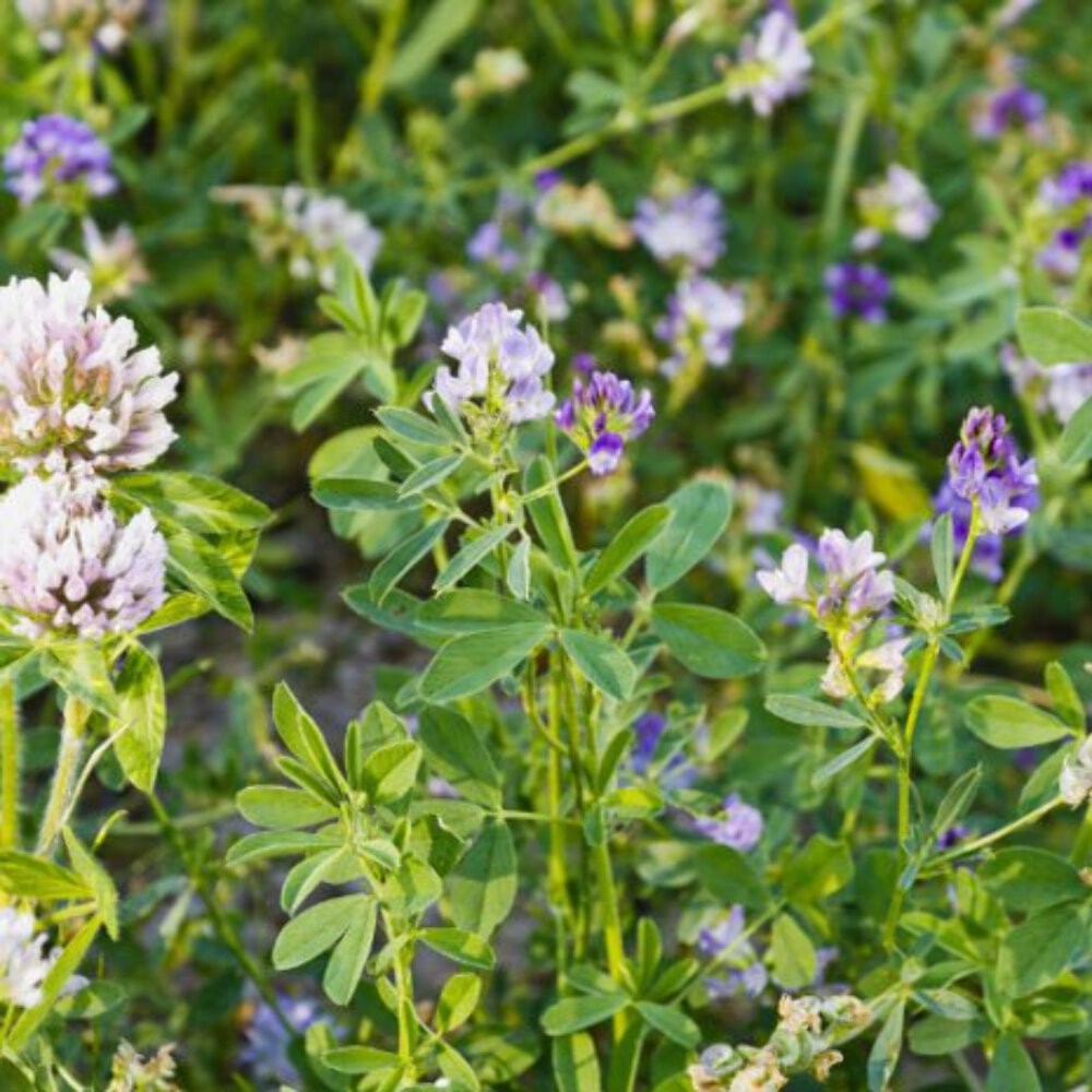 Eagle Seed Green Keeper™ for Deer | Food Plot Habitat Seed