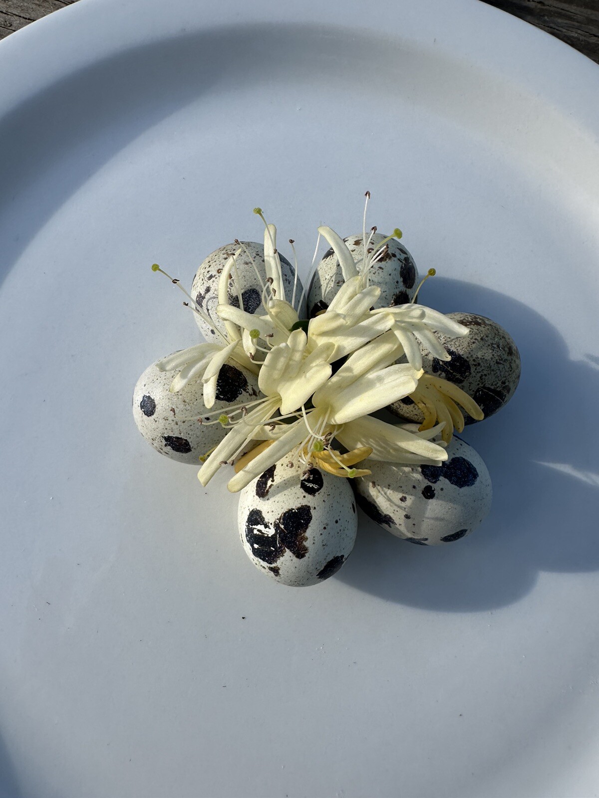 Quail 12++Jumbo Texas A&M Large Egg Layer Great meat priority ship and foam pack