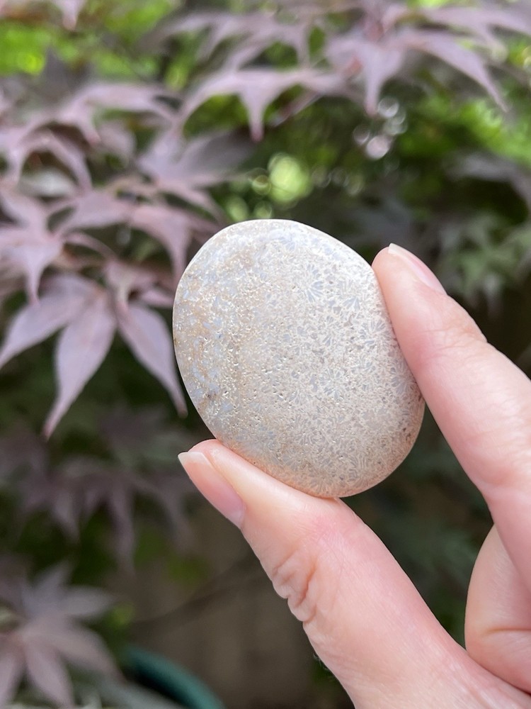 Fossilized Coral Crystal Palmstone AAA+ 38