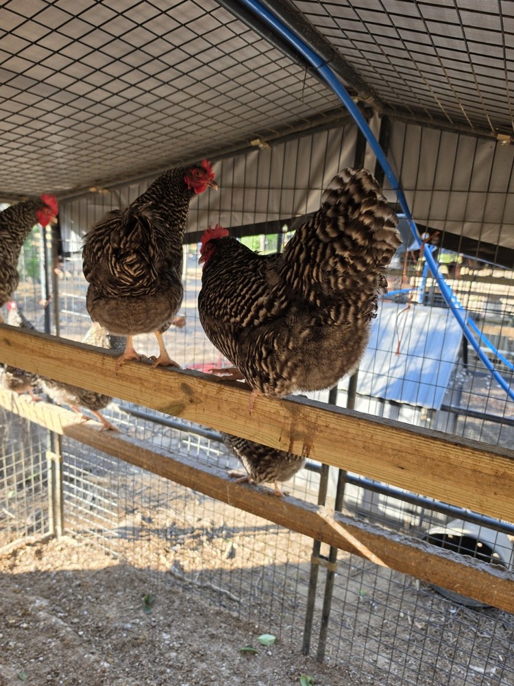 10 Barred Rock Hatching Eggs – Fresh – From Breeding Stock