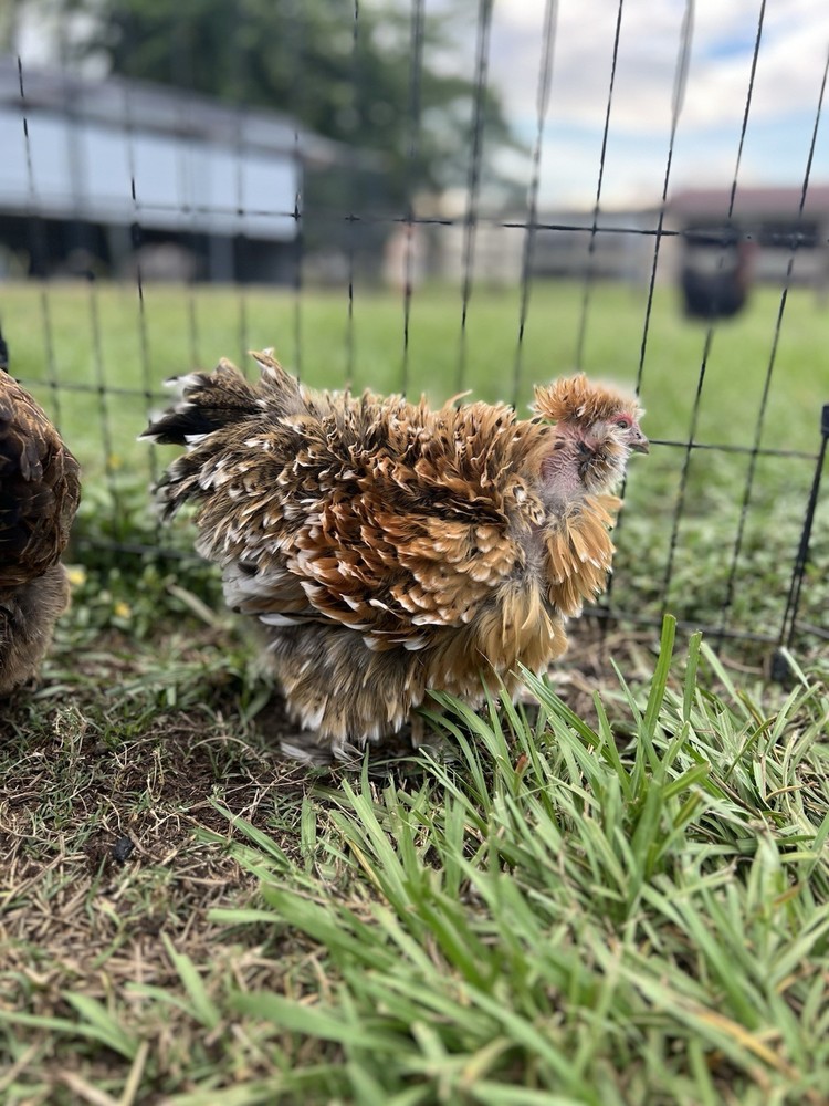 6+ Millie Fleur Silkie Hatching Eggs NPIP