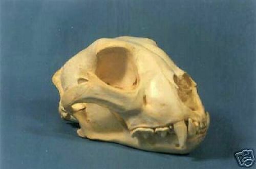CHEETAH  SKULL REPLICA