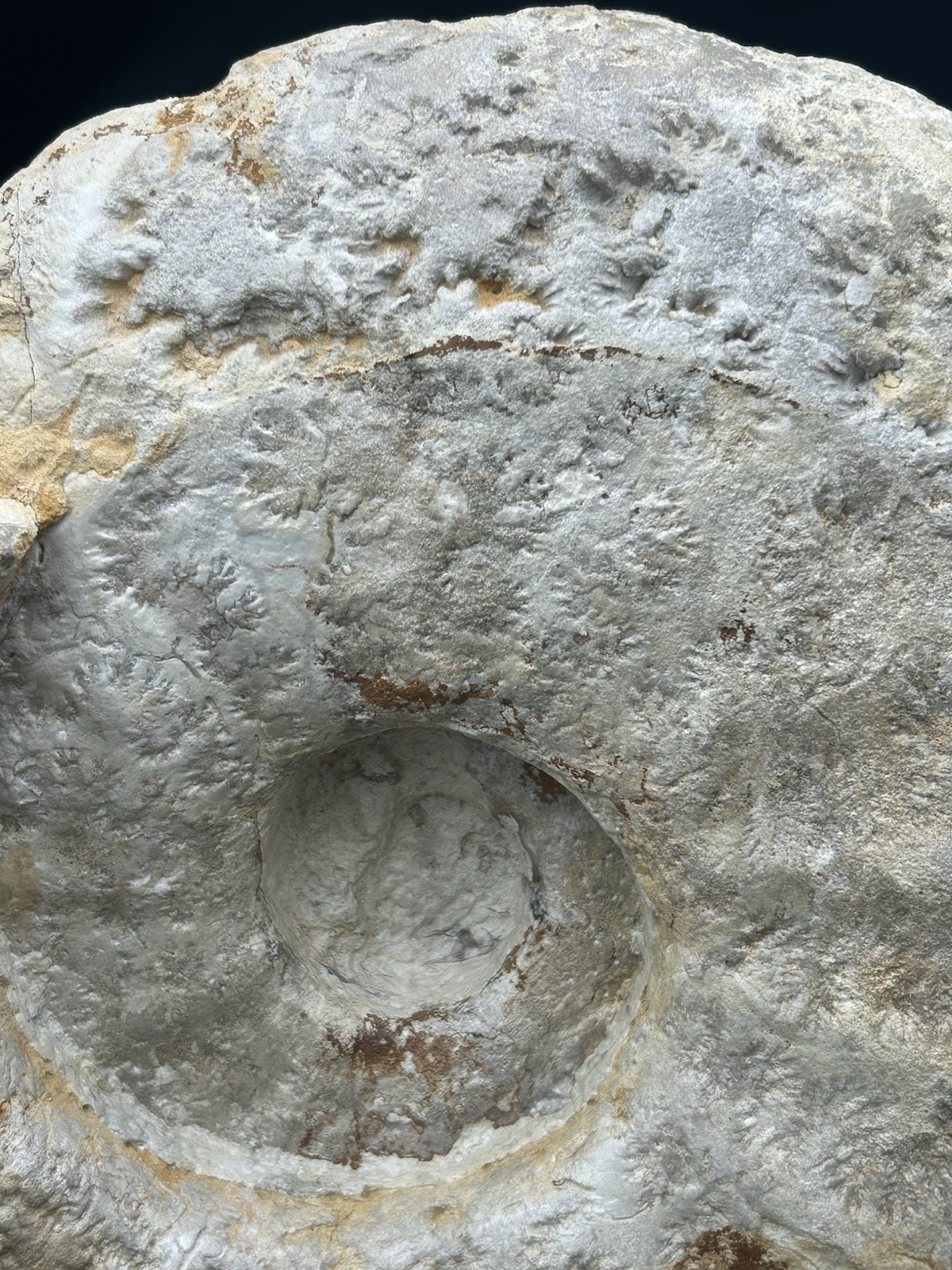 NICE 15.25” Texas Cretaceous Fossil Ammonite, Eopachydiscus Marcianus! Sutures