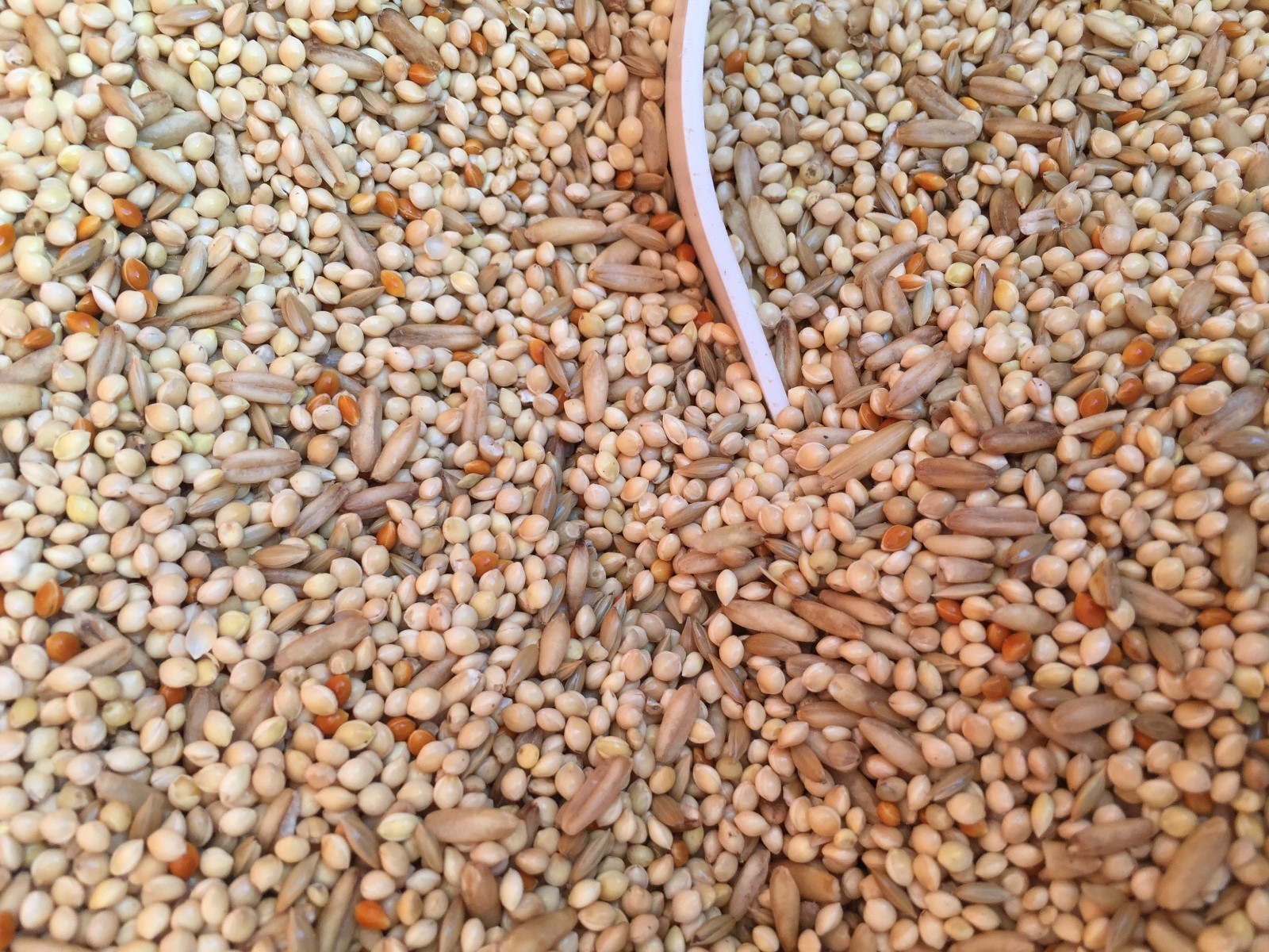 Higgins Supreme parakeet diet food seed mix millets food keet diet