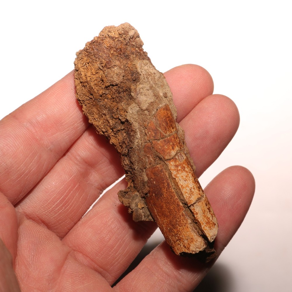Dino Process Vertebra - Fossil Dinosaur Hell Creek Formation Cretaceous
