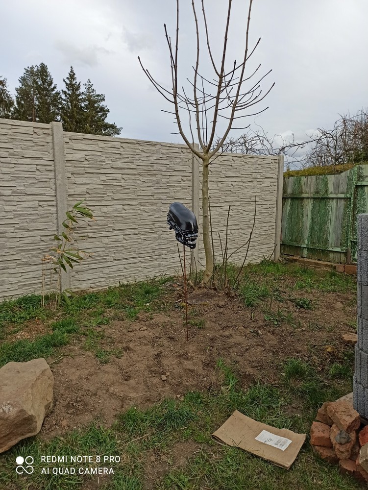 Alien / Xenomorph Romulus bust - head