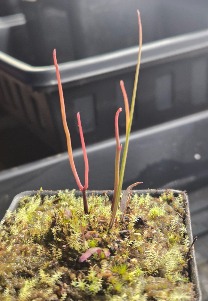 Utricularia praelonga Carnivorous Bladderwort