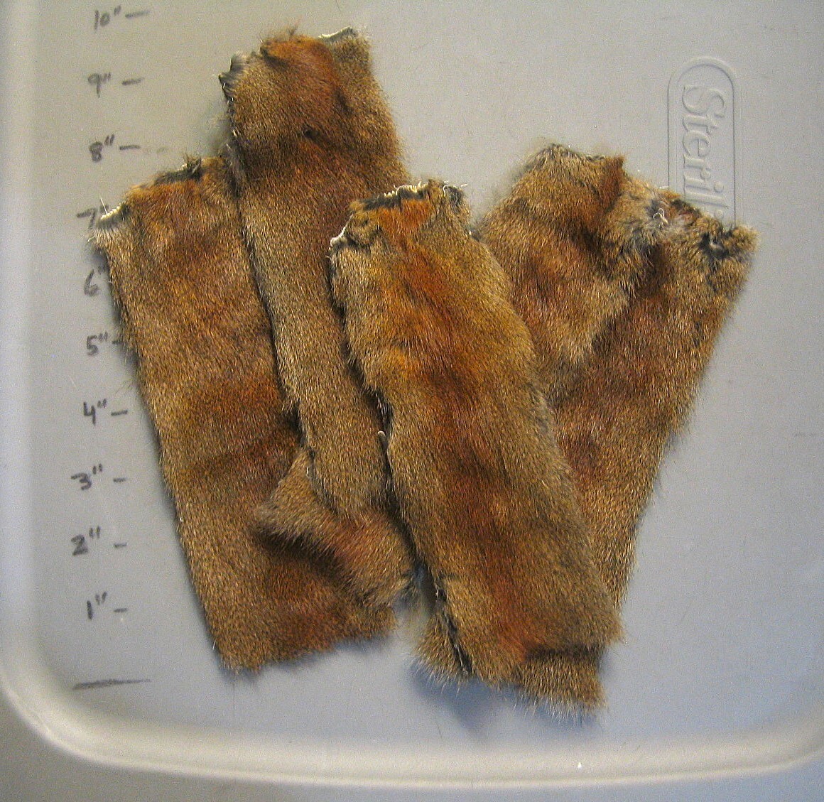 Tanned North American Pine Squirrel Patch-Canadian Pine Squirrel-Combine Ship